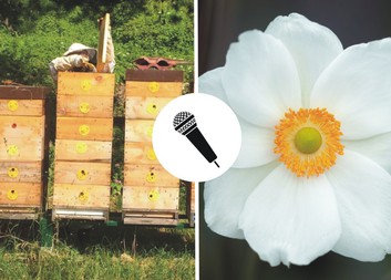 Charita na vlnách rozhlasu