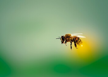 Pravdy a mýty o včelách a medu